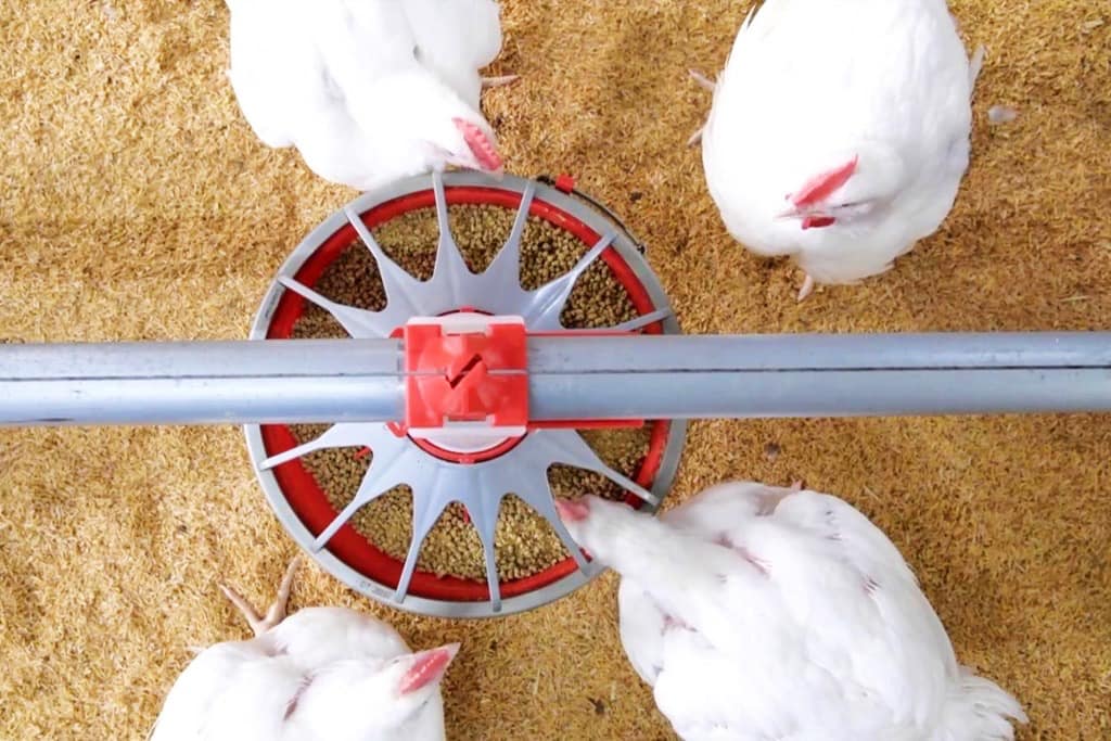 CPF shares the sustainable broiler production adhering “One Health” Principle CPF shares the sustainable broiler production adhering “One Health” Principle
